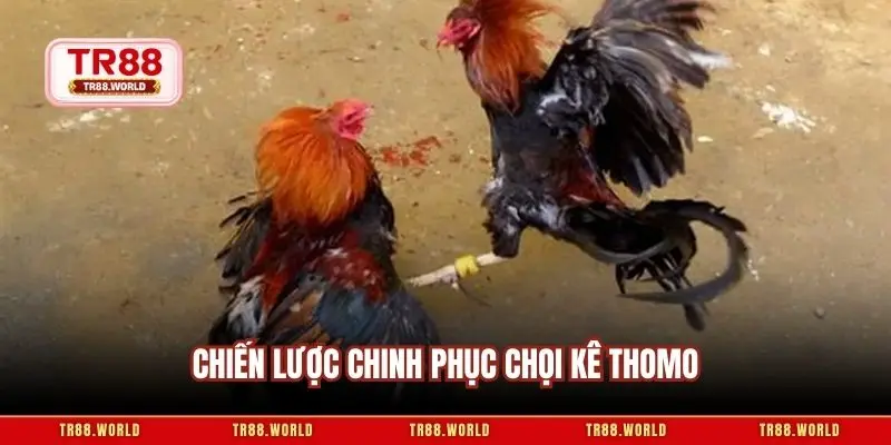 Chiến lược chinh phục chọi kê thomo