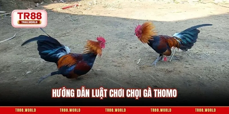 Hướng dẫn luật chơi chọi gà thomo