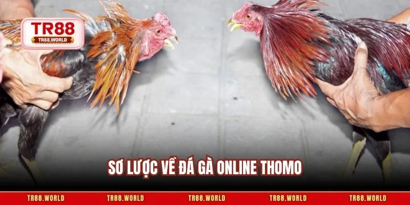 Sơ lược về đá gà online Thomo